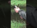 Гигантский Рыба Ленок Жизнь ОТШЕЛЬНИКА Ловим в ДЕВСТВЕННОЙ ТАЙГЕ Рыбалка 2025 Сухопит 5авг Сибирь