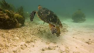 Scuba Diving Puerto Morelos, Riviera Maya, Mexico