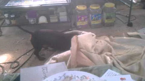 Bobo after bath