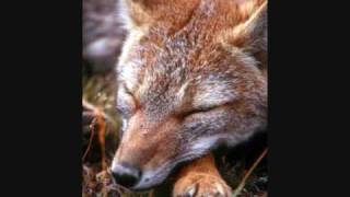 South Of Chile Greensleeves