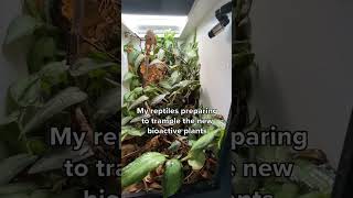 Reptiles vs Bioactive Plants