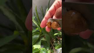 fresh longan peeling #durian #asianfruit #mangocrop #mangovarieties #fruit #mango