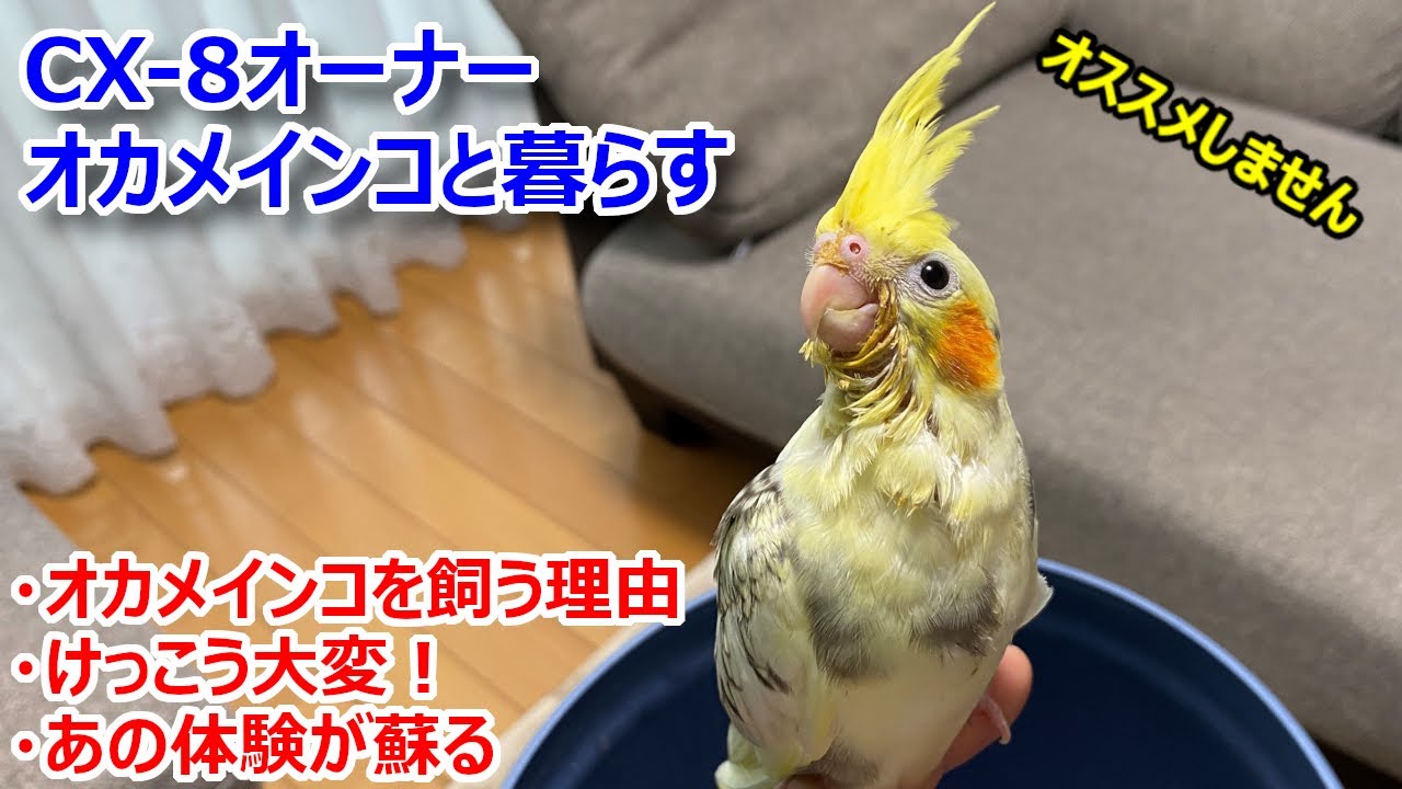 車系チャンネルのマツダCX-8オーナー（無類の動物好き）がオカメインコ