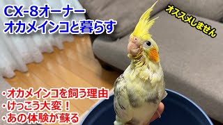 車系チャンネルのマツダCX-8オーナー（無類の動物好き）がオカメインコ