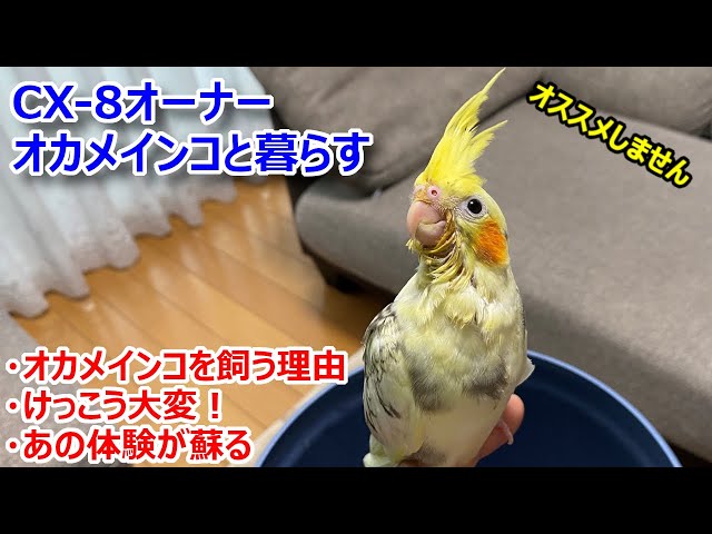 車系チャンネルのマツダCX-8オーナー（無類の動物好き）がオカメインコ