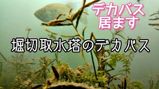 【琵琶湖の水中動画】夏の堀切の取水塔は魚がいっぱい居て驚いた！