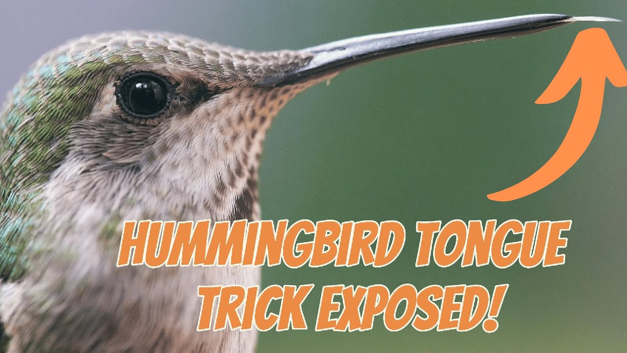 Tiny Birds, Big Secrets: The Hummingbird's Tongue Revealed!
