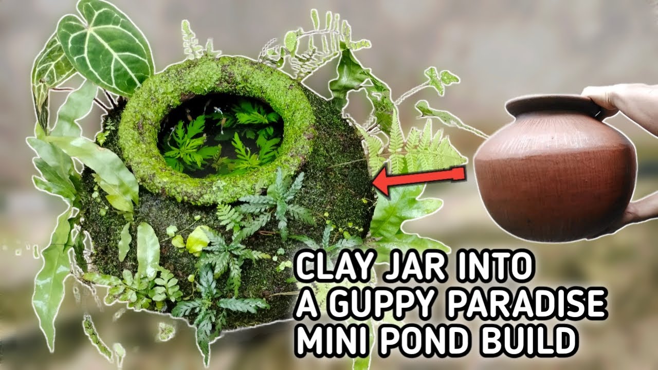 Transforming an Old Clay Jar into a Guppy Paradise Mini Pond Build 