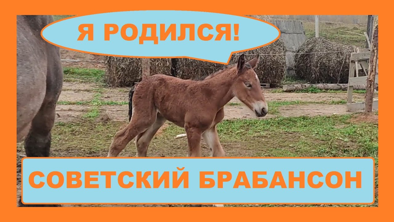 Бельгийский Брабансон + Советский Тяжеловоз. Огромный жеребенок! - YouTube