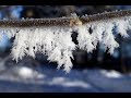 🔴🔴Осенние заморозки на винограднике. Остатки урожая. Виноград Беларуси.