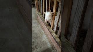 a Sheep stick his head out of fence.
