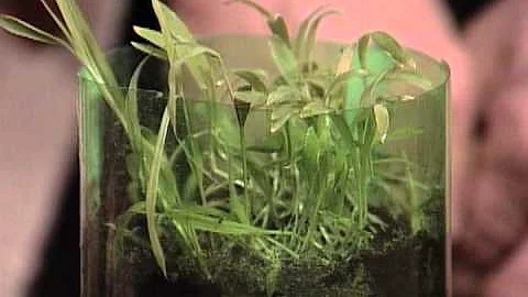 Grocery Farming - Mr. Wizard's Supermarket Science