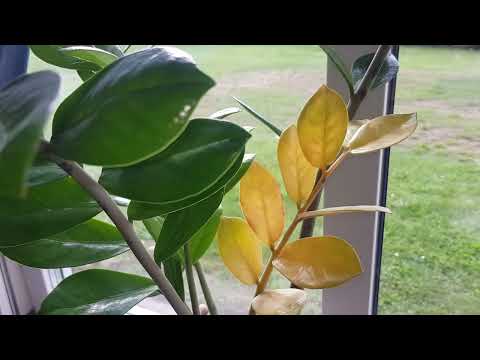 أوراق الزاميا  تتحول إلى اللون الأصفر