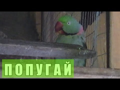 Ожереловый ПОПУГАЙ Крамера (Индийский кольчатый попугай)