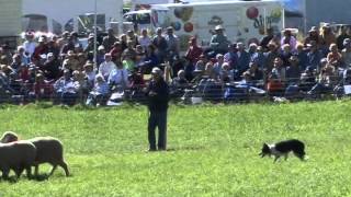Meeker Classic Sheepdog Championship Trials