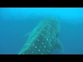 35 ft whale shark in san diego  sd expeditions