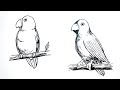 Cara Gambar Burung Lovebird