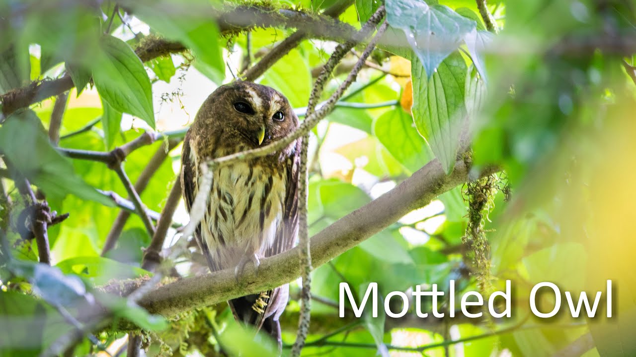 Mottled Owl - Costa Rica