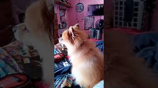 Pomeranian Howling