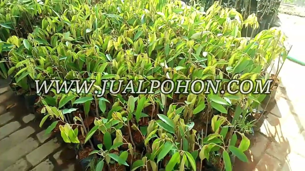 Tanam Bibit Durian Pelangi, Panen Kenikmatannya!