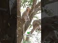 Golden Langur's Diet and Hydration: A Rare Wildlife's Secret