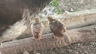 Meet Our New Peachicks! Farm Life at Magee Farms