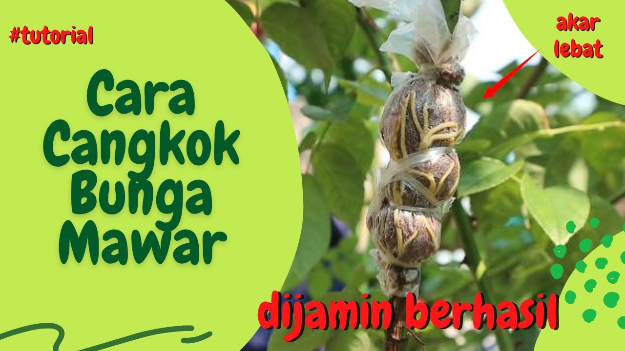 cara cangkok mawar yang benar lengkap dengan cara menanam bunga mawar dalam pot (HD)