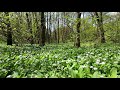 12 hours Relaxing Nature Sounds of Spring Forest for Long Sleep