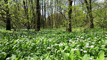 12 hours Gentle Forest Sounds of Spring Nature for Long Sleep