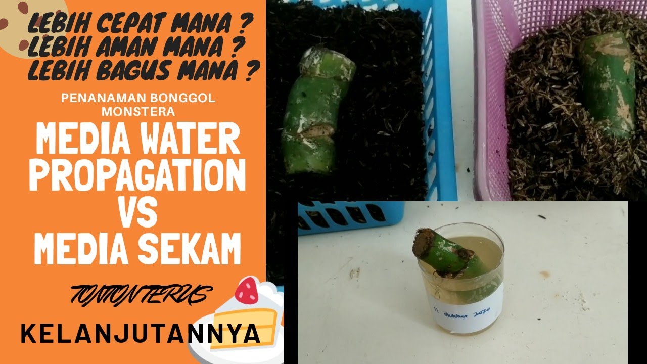Menanam Bonggol Monstera Dengan Metode Water Propagation Kok Bisa Monstera Menjadi Variegata Youtube