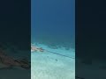 diving in bonaire#travel#diving