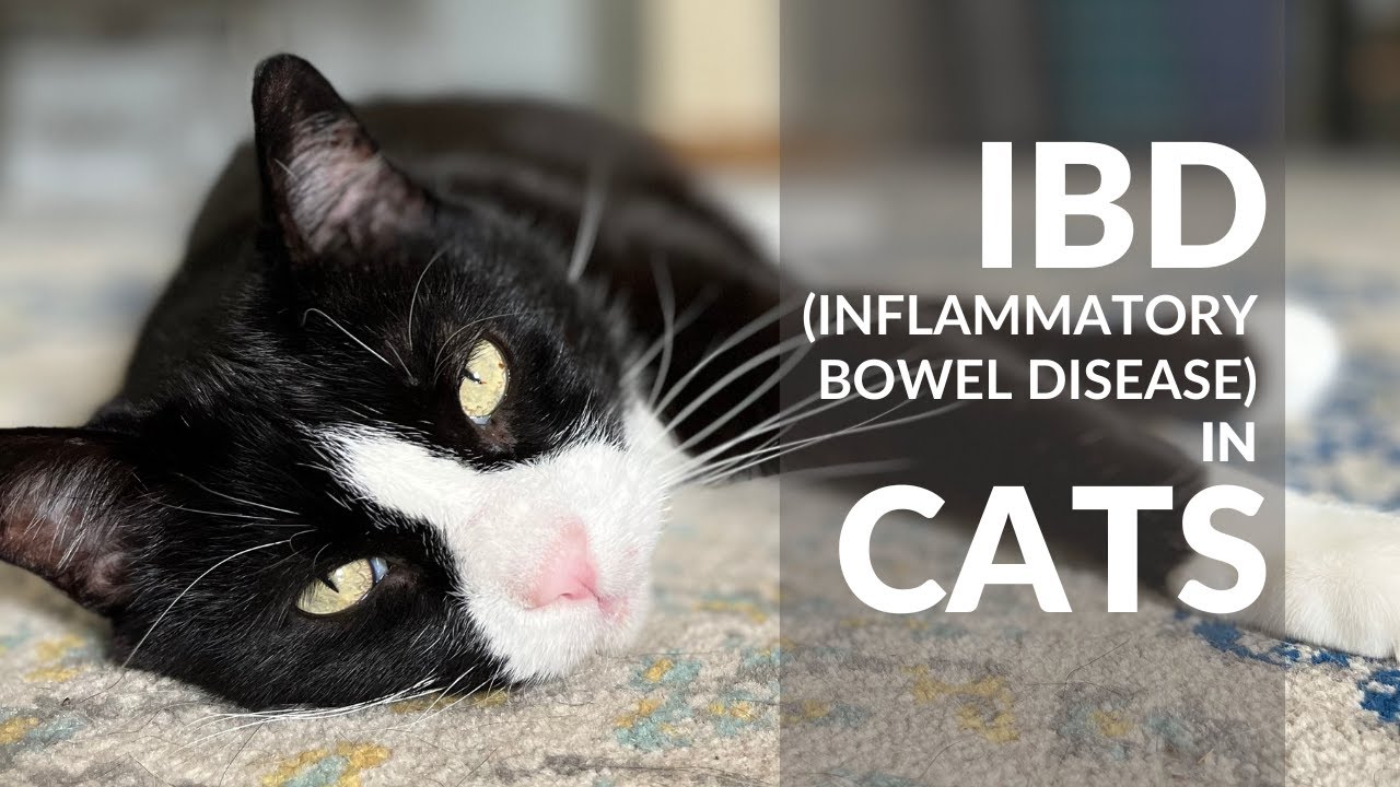 IBD in Cats (Inflammatory Bowel Disease