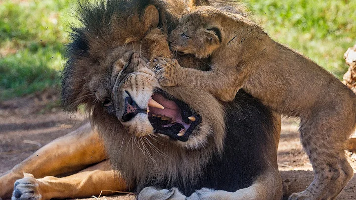 Lion Cubs Meet Dad for the First Time - DayDayNews