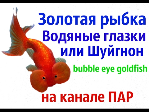 Аквариумные рыбки.Золотая рыбка – Водяные глазки.Шуйгнон (bubble eye goldfish)