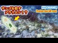 【サンゴを救え！#2】サンゴ壊滅の危機！感染症の正体はまさかのゾウリムシだった！？Protists that kill coral