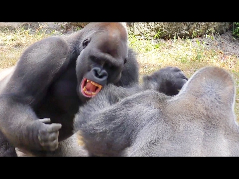 Gorillas Playing 2 FYV #gorilla