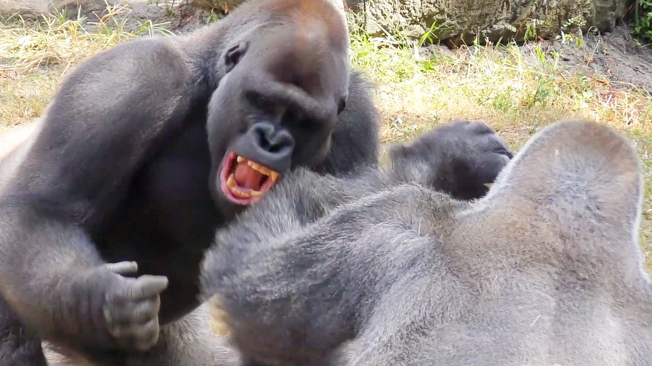 angry gorillas fighting