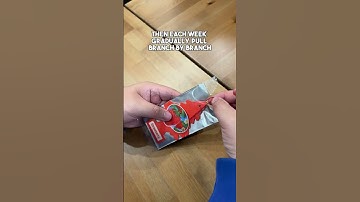 Little Trees Iconic Car Fragrance! Did you know this fun facts? #funfacts #fatcs #littletrees