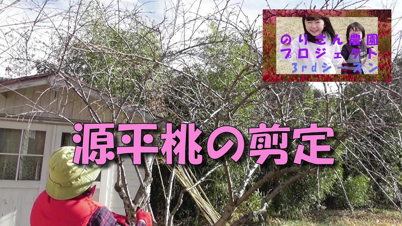 【小桃の木】 3 months after purchase] Farmers demonstrate what to do once you
