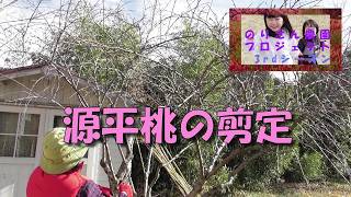 Pruning Genpei Peach Trees