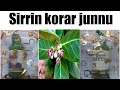 Maganin Korar Junnu Maganin Korar Junnu