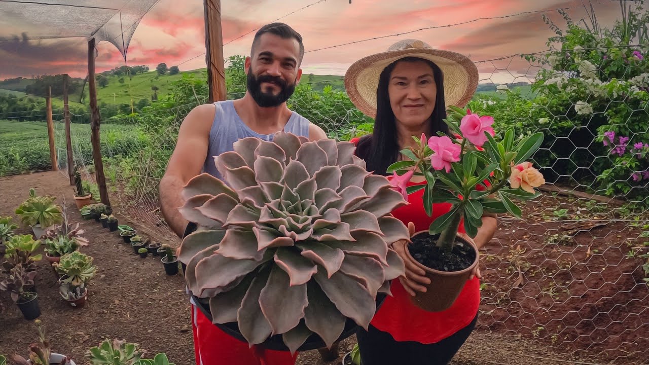 Dicas de cultivo das echeverias madiba e cante