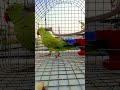 mithhu beta #cutebird #follow #birds #cuteparrot #parrotlover #shorts #mithhu #viral #trending #love