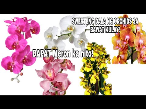Video: Dilaw na phalaenopsis orchid. Yellow orchid: ibig sabihin