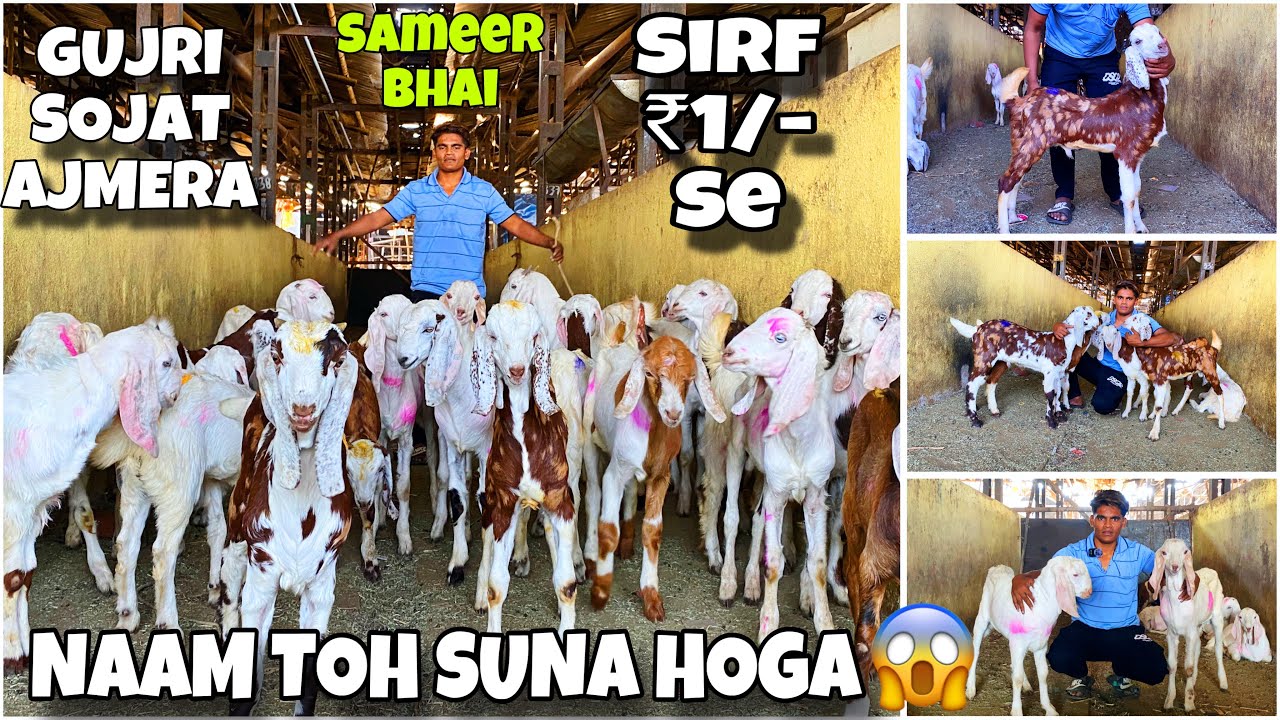 DEONAR BAKRA MANDI KA SABSE SASTA VIDEO , LATEST UPDATE 2025 || TUESDAY LIVE MARKET ||