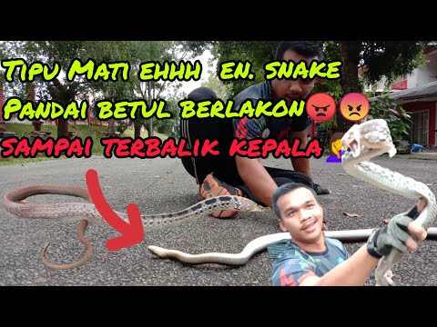 ULAR SUKA MENIPU MATI TAPI AGRESIF . Copperhead racer snake (coelognathus radiata)