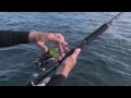 Shimano fishing nz  top water kingfish