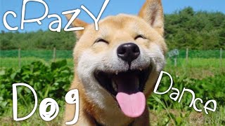CRAZY DOG DANCE или КОГДА ДО КАНИКУЛ 10 ДНЕЙ CRAZY DOG DANCE или КОГДА ДО КАНИКУЛ 10 ДНЕЙ