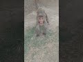 #ye Bandar bhi #kaatne bala hai #funny #comedy #video