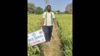 #Deco Bheema 44🌾🌾